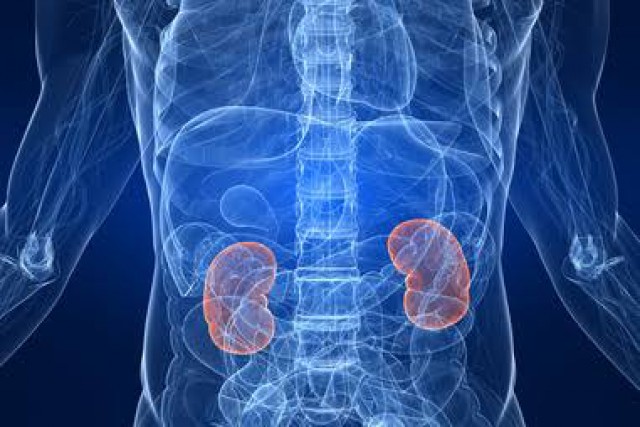 KIDNEYS ARE VITAL KIDNEYS ARE VITAL