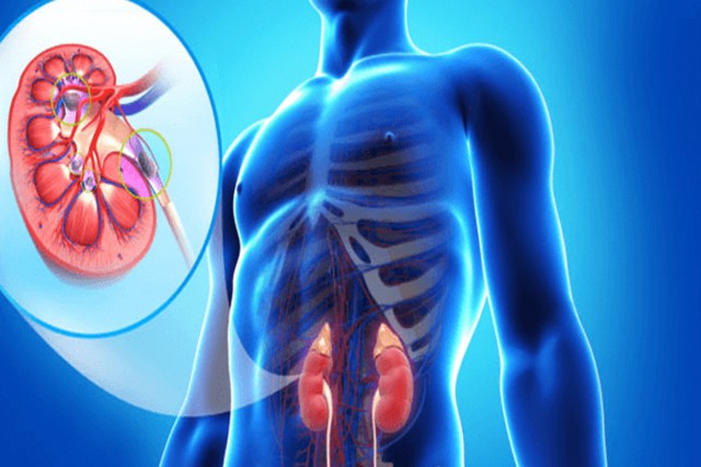 HOW TO KEEP YOUR KIDNEYS SAFE AND STRONG HOW TO KEEP YOUR KIDNEYS SAFE AND STRONG