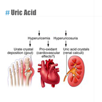 Uric Acid