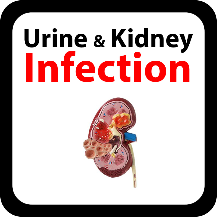 Urine and Kidney Infection